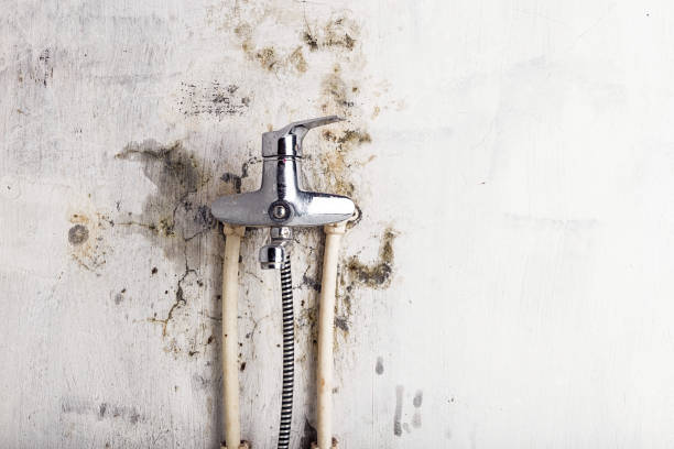 Best White Mold Remediation in Braidwood, IL