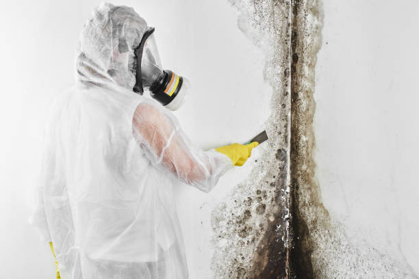 Professional Mold Remediation in Braidwood, IL