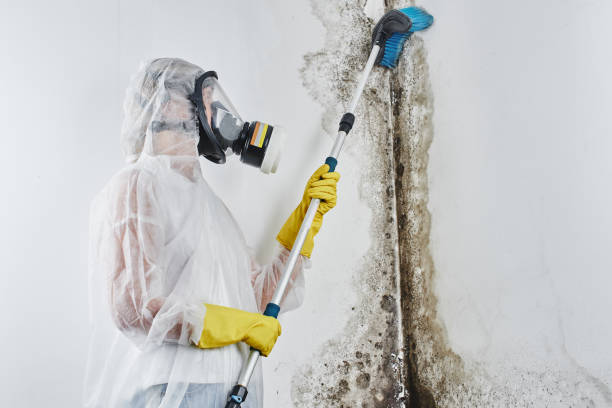 Best DIY Mold Remediation Support Services in Braidwood, IL