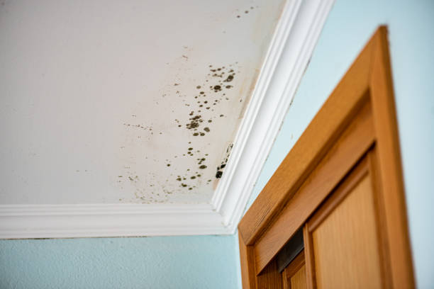 Best Black Mold Remediation in Braidwood, IL