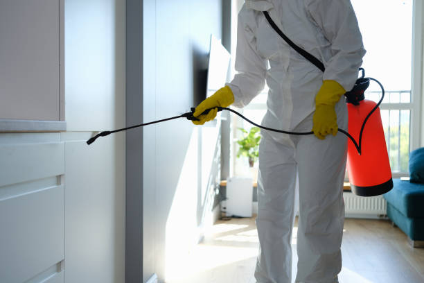 Best Residential Mold Remediation in Braidwood, IL