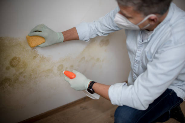 Best Crawl Space Mold Remediation in Braidwood, IL