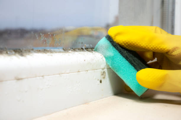 Best Commercial Mold Remediation in Braidwood, IL
