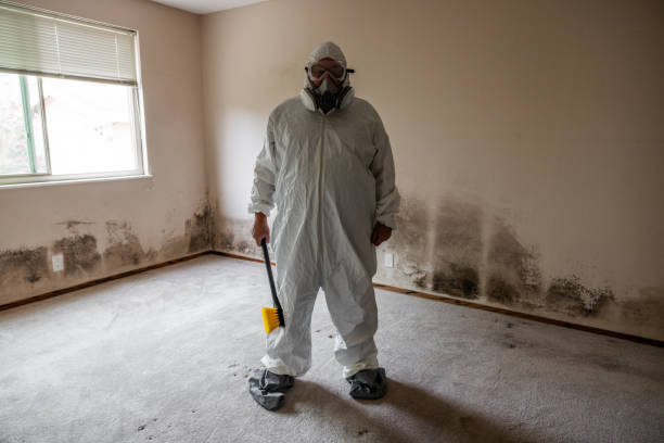 Best HVAC Mold Remediation in Braidwood, IL