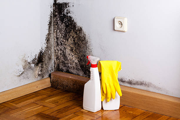 Best HVAC Mold Remediation in Braidwood, IL