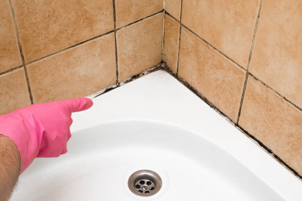 Best Mold Testing and Inspection Services in Braidwood, IL