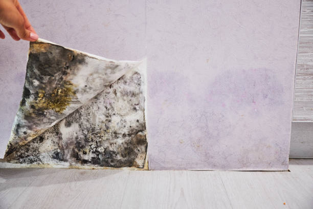 Best Industrial Mold Remediation in Braidwood, IL
